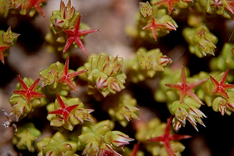 Sedum caespitosum / Borracina cespugliosa